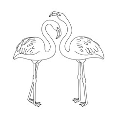 vector pink flamingo birds animal. Cartoon black and white clip art isolated on transparent background. Hand drown design element. Coloring book page
