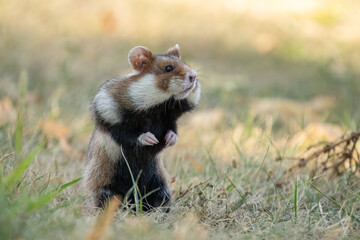 European hamster (Cricetus cricetus) in its natural environment. Close-up of a wild rodent in grass, captured in an urban setting with soft natural light.