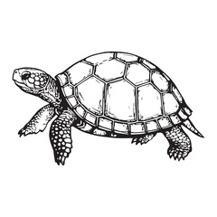 Wood Turtle hand drawn coloring page and outline vector design white Background.