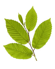 A close-up of the tip of a white hornbeam twig, showcasing its tender, newly sprouted leaves. The fresh foliage, with its bright green hue and delicate serrated edges