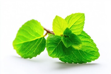 Fresh mint leaves close-up (3)