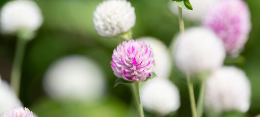 ピンクと白の小さい花　センニチコウ