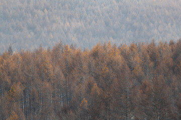 美しいカラマツの紅葉