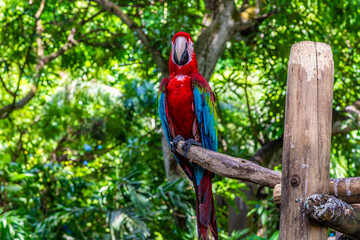 A view of a scarlet macaw on a perch in Cartagena, Columbia in springtime
