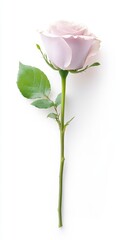 Obraz premium Delicate Rose Floral Still Life