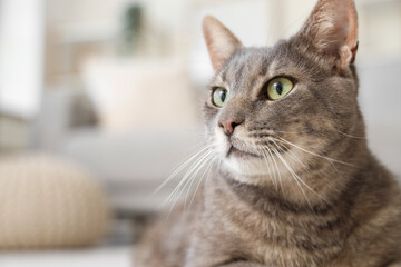Naklejka premium Cute cat lying on floor in living room