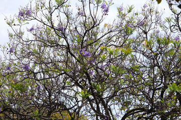 Jacaranda tree