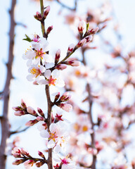 Almond tree branches full of white blossoms against the blue sky is spring season