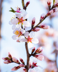 Almond tree branches full of white blossoms against the blue sky is spring season