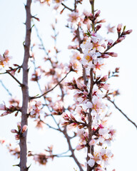 Almond tree branches full of white blossoms against the blue sky is spring season