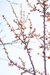 Almond tree branches full of white blossoms against the blue sky is spring season
