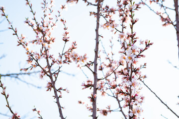Almond tree branches full of white blossoms against the blue sky is spring season