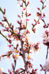 Almond tree branches full of white blossoms against the blue sky is spring season