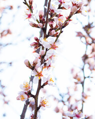 Almond tree branches full of white blossoms against the blue sky is spring season