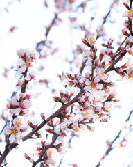 Almond tree branches full of white blossoms against the blue sky is spring season