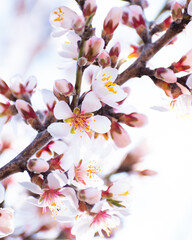 Almond tree branches full of white blossoms against the blue sky is spring season