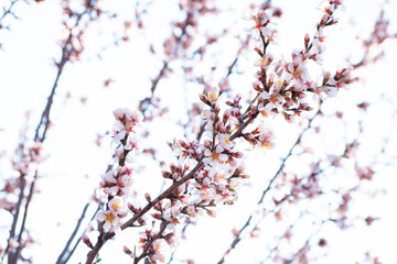 Almond tree branches full of white blossoms against the blue sky is spring season
