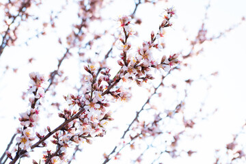 Almond tree branches full of white blossoms against the blue sky is spring season