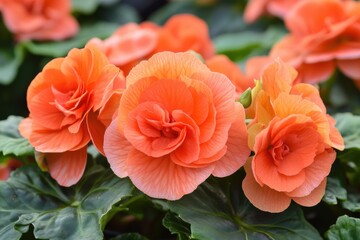 Vibrant orange begonias blooming in a lush garden setting