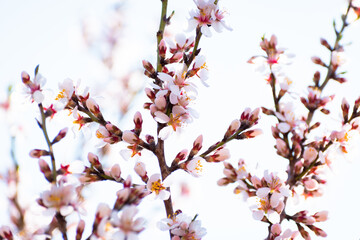 Almond tree branches full of white blossoms against the blue sky is spring season