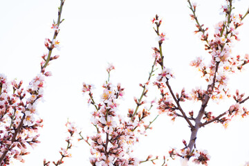 Almond tree branches full of white blossoms against the blue sky is spring season