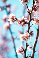 Almond tree branches full of white blossoms against the blue sky is spring season