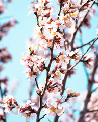 Almond tree branches full of white blossoms against the blue sky is spring season
