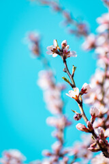 Almond tree branches full of white blossoms against the blue sky is spring season