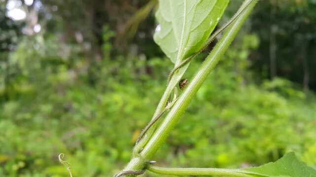 View of lablab bug (Kudzu Bug beetle) hiding behind leaves. 4k footage focus on foreground. Perfect for a World Environment Day documentary on June 5th.