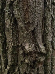 Grey wood background. The bark of a gray tree is in close-up. Wood texture. Vertical image.