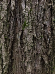 Grey wood background. Tree bark close-up. Wood texture. Vertical image.