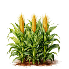 Obraz premium Vector hand draw of different corn plants showcasing growth stages and details for agricultural illustration,isolated on a white background