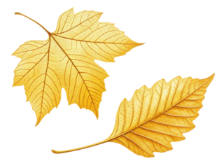 Golden leaves in autumn display intricate veins and textures, symbolizing beauty of nature transition
