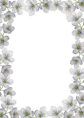 Frame of cherry blossoms. Watercolor illustration. White background. For design, backgrounds