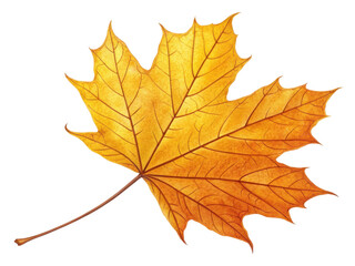 Obraz premium vibrant yellow maple leaf showcasing intricate veins and textures, symbolizing beauty of autumn