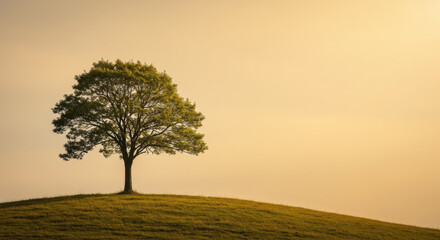 A solitary tree stands on a small hill against a soft, golden background.