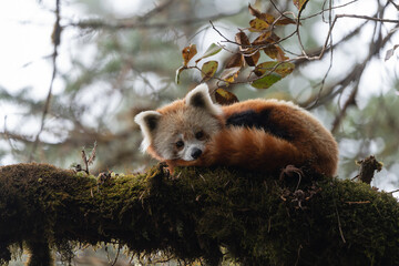 The red panda, also known as the lesser panda, is a small, tree-dwelling mammal native to the Himalayas, known for its reddish fur.