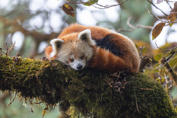 The red panda, also known as the lesser panda, is a small, tree-dwelling mammal native to the Himalayas, known for its reddish fur.