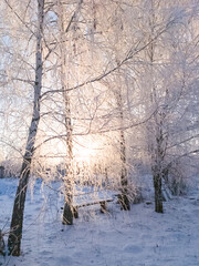 Winter morning in the park. The sun is shining through the snow-covered birches. Frosty morning.
