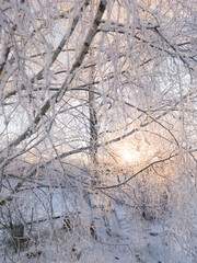 Winter morning in the park. The sun is shining through the snow-covered branches of birch trees. Frosty morning. Vertical image.