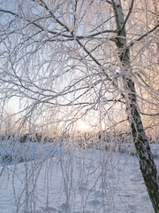 Winter morning in the park. The sun is shining through the snow-covered branches of birch trees. Vertical image.