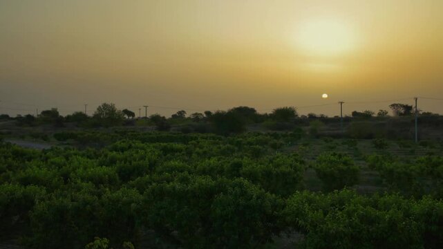 Lush farmland with warm sunset sky in the background in Chakwal, Pakistan