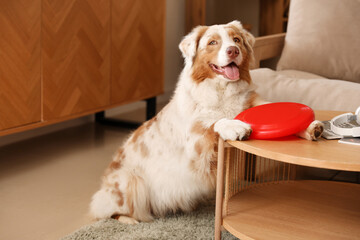 Cute Australian Shepherd dog with frisbee on table at home