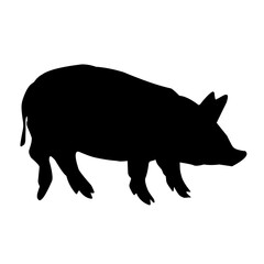 Pig silhouette isolated on white background. vector illustration