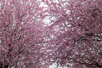 Close-up of cherry blossom branches in full bloom, showing vibrant pink petals and fresh leaves during springtime.