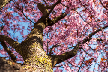 Close-up of a mossy cherry tree trunk with blurred pink blossoms in the background under a clear blue sky in spring.