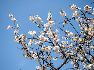 White cherry blossoms in full bloom against a clear blue sky, symbolizing the freshness and purity of spring.