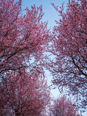 Cherry trees full of pink blossoms frame the blue sky in a stunning spring scene, creating a peaceful and colorful natural canopy.