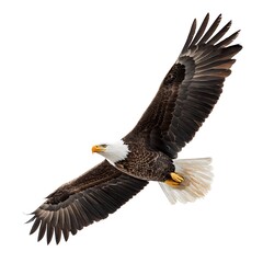 Obraz premium Majestic bald eagle soars gracefully in flight isolated on white background