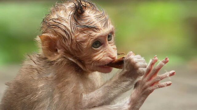 Close-up of baby crab-eating macaque in bali, indonesia, cute animal babies, primates of southeast asia